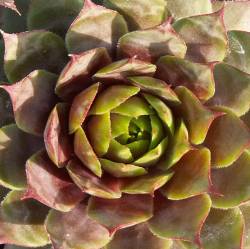 Sempervivum - Dachwurz - Hauswurz